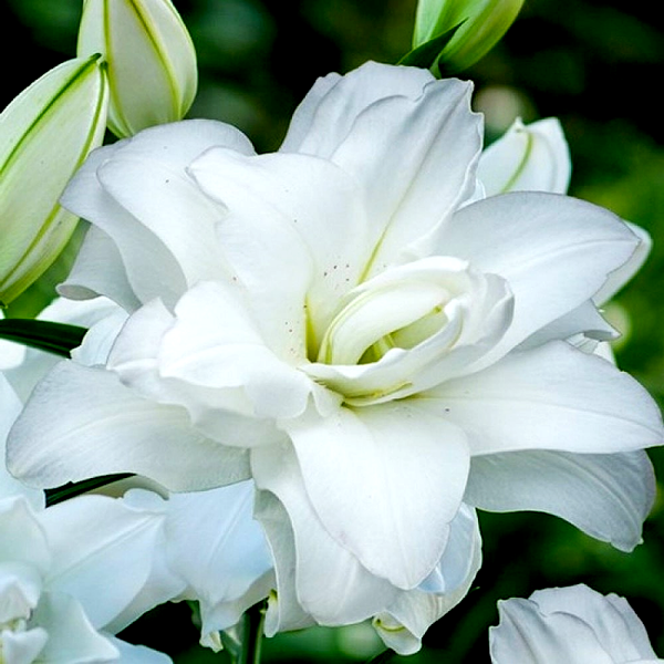 Roselily Aretha