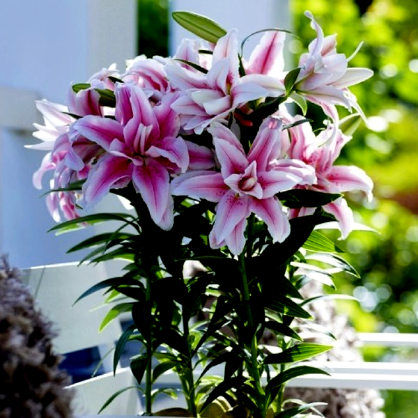 Roselily Belonica