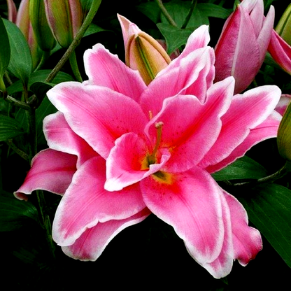 Roselily Celina