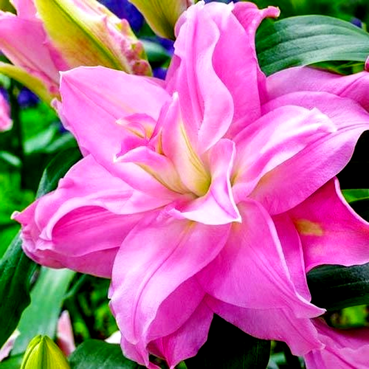 Roselily Editha