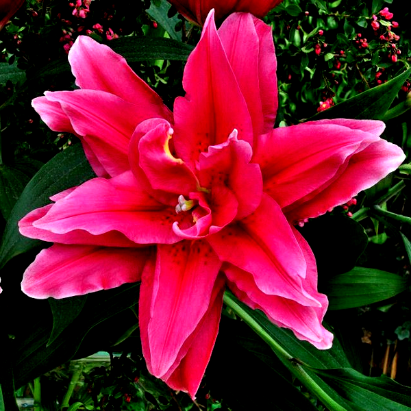 Roselily Elena