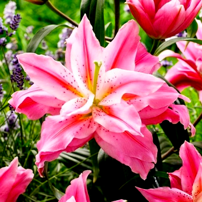 Roselily Felicia
