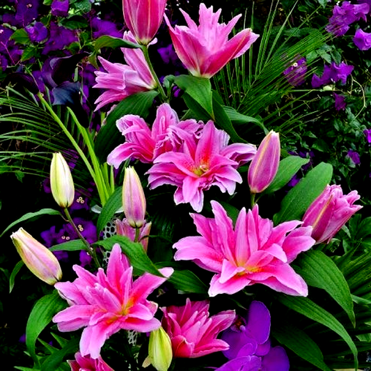 Roselily Juanita