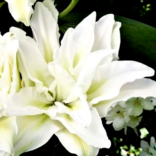 Roselily Mara