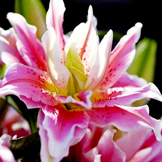 Roselily Natalia