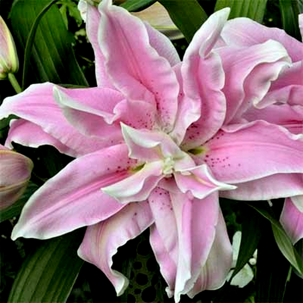 Roselily Nora