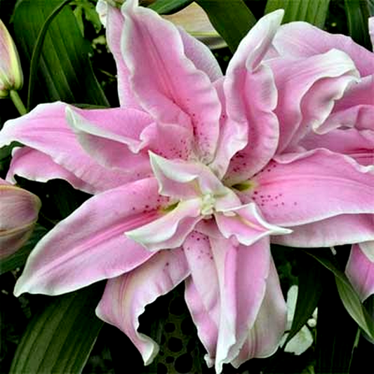 Roselily Nora