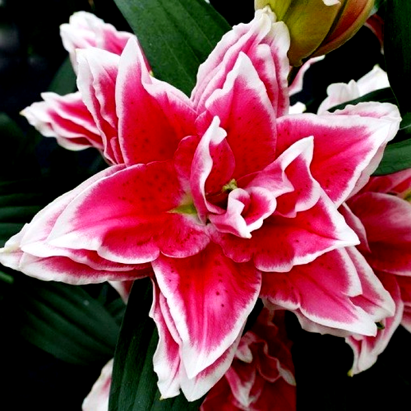 Roselily Samantha