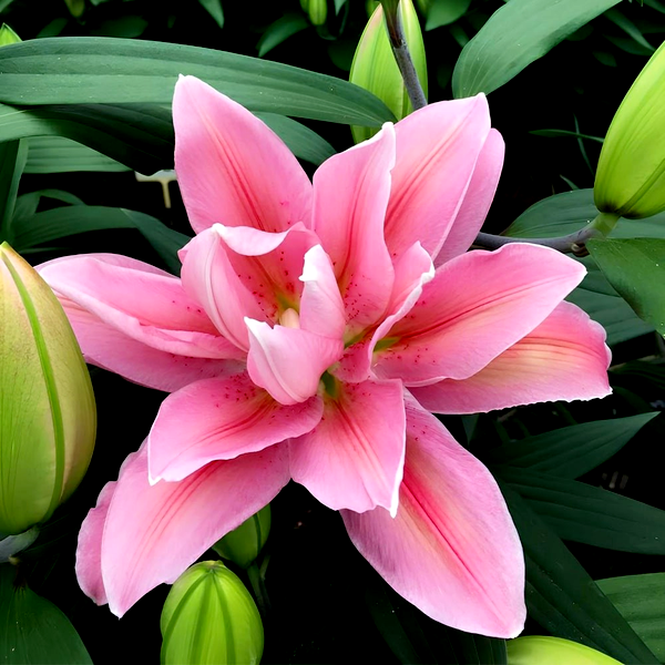 Roselily Sara