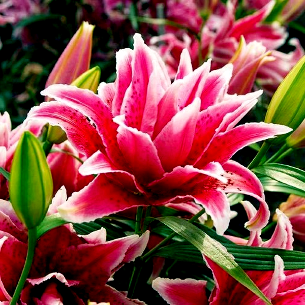 Roselily Thalita