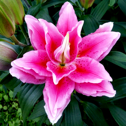 Roselily Viola