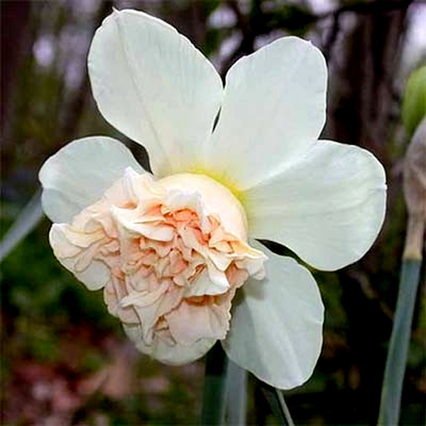 Rosy Cloud