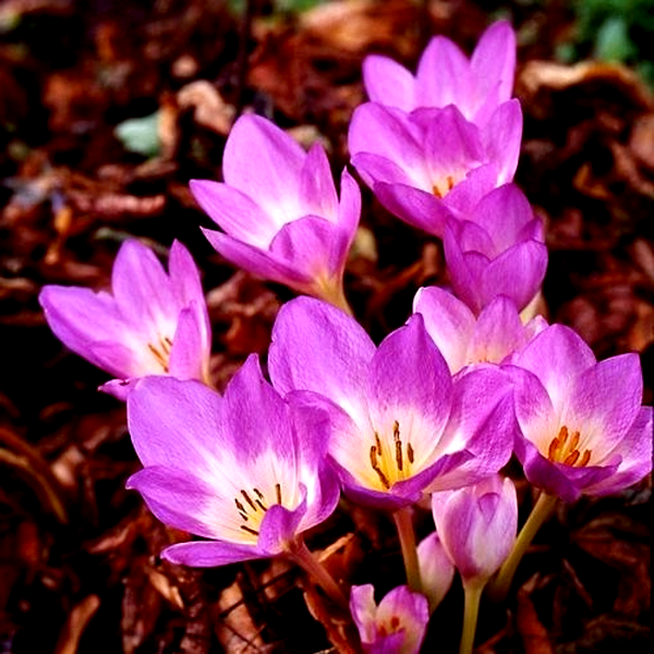 Rosy Dawn
