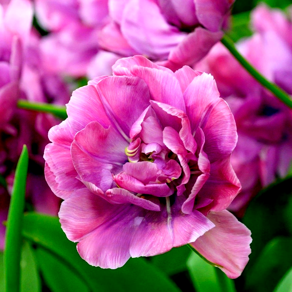 Rosy Diamond