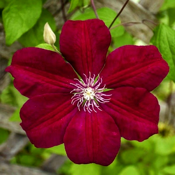 Rouge Cardinal