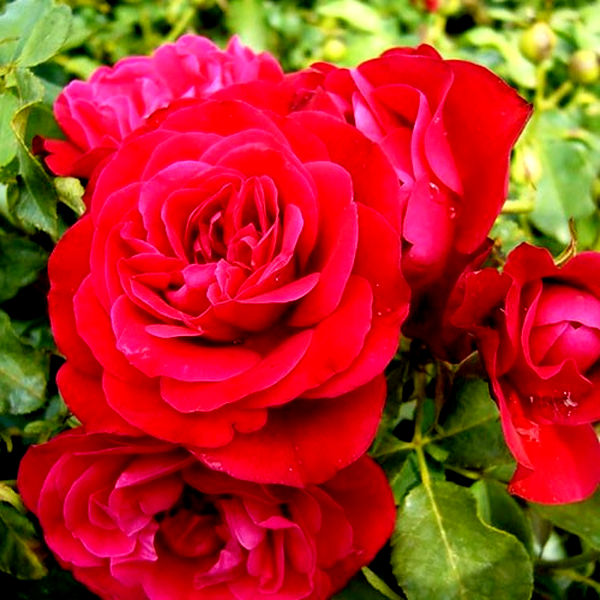 Rouge Meilove