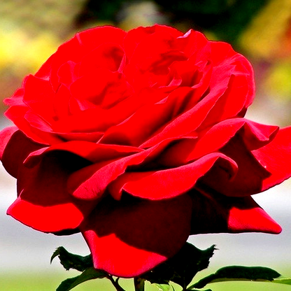 Royal Willams