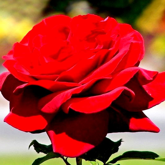 Royal Willams