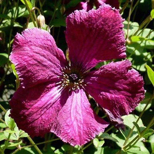 Rubra