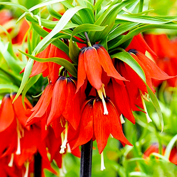 Rubra Maxima