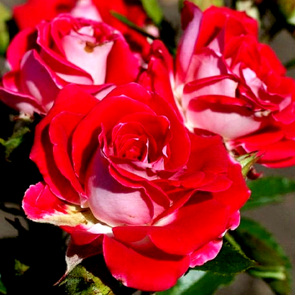 Ruby Star