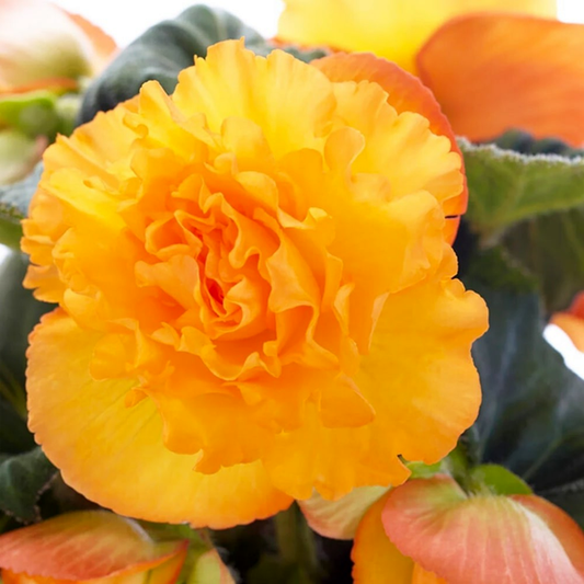 Ruffled Apricot