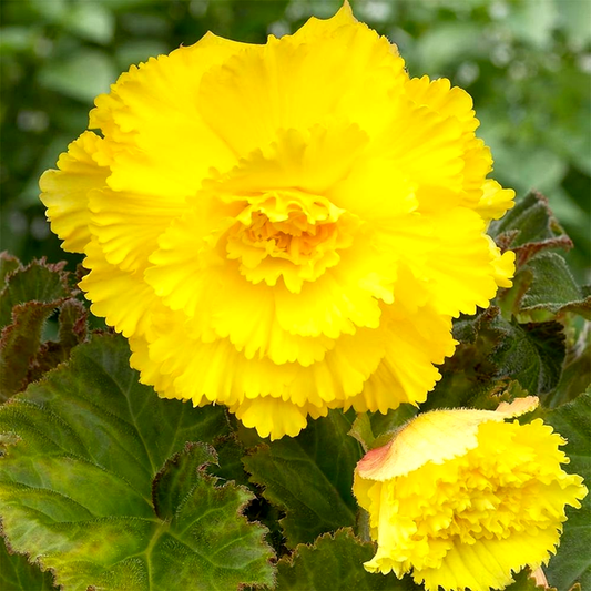 Ruffled Yellow