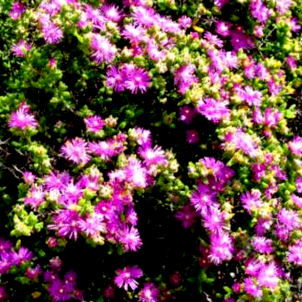Ruschia densiflora