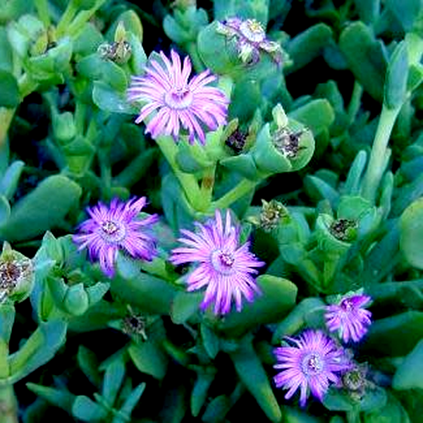 Ruschia maxima