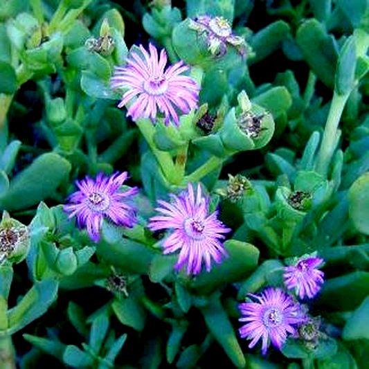 Ruschia maxima
