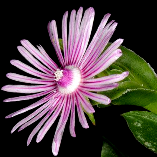 Ruschia strubeniae