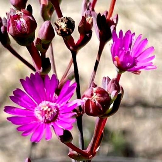 Ruschiella henricii