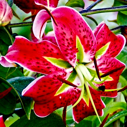 Scarlet Delight