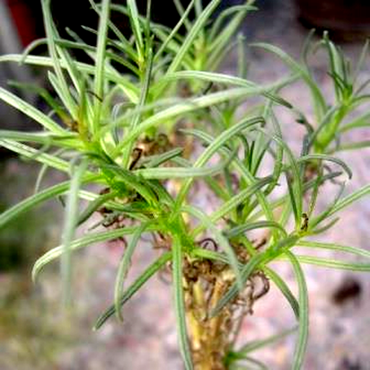 Senecio cotyledonis