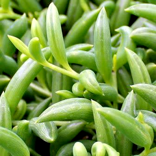 Senecio radicans