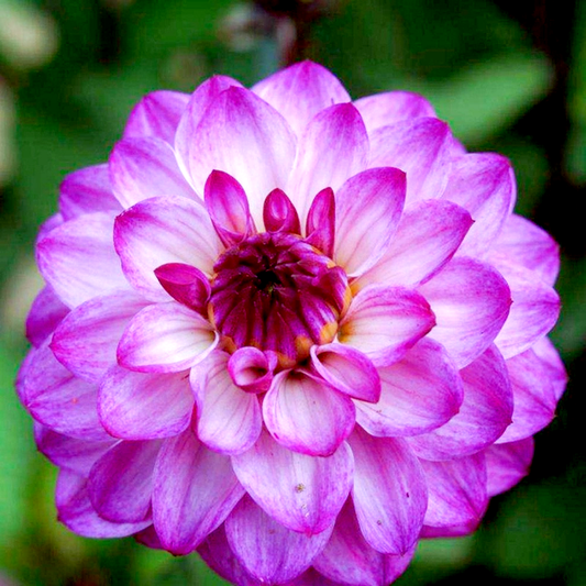 Senior's Purple