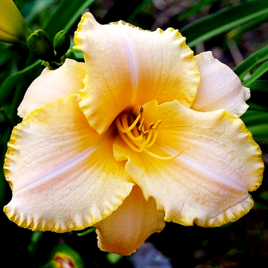 Serena Sunburst