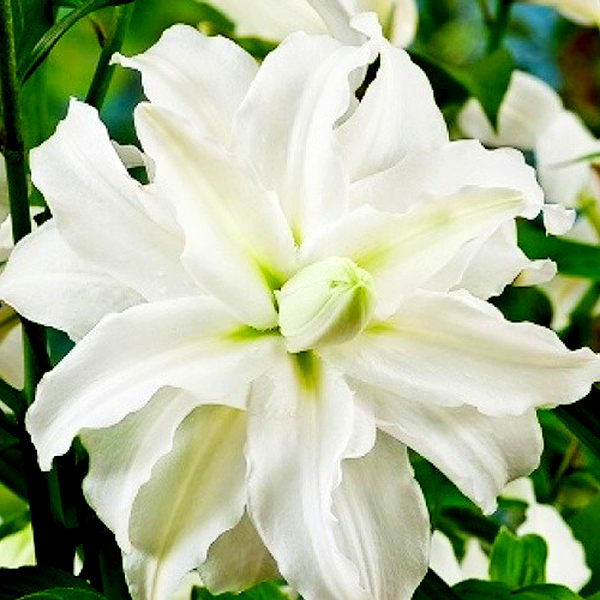Serene Angel