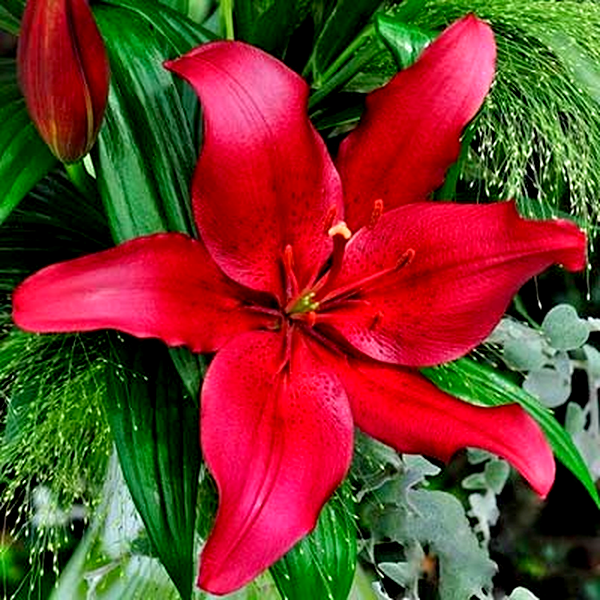 Serengeti