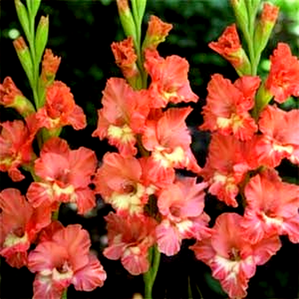 Shady Ruffle