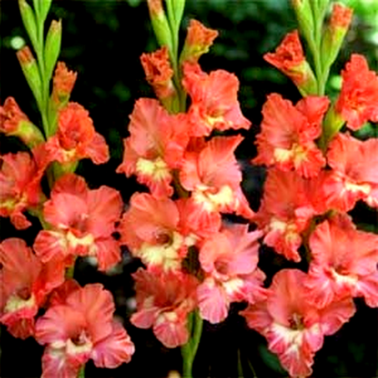 Shady Ruffle