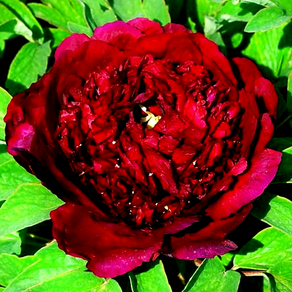 Shining Black Gold
