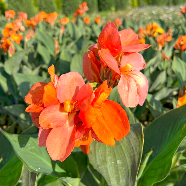 Shining Orange