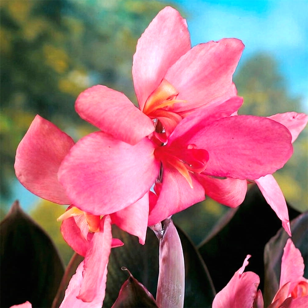 Shining Pink