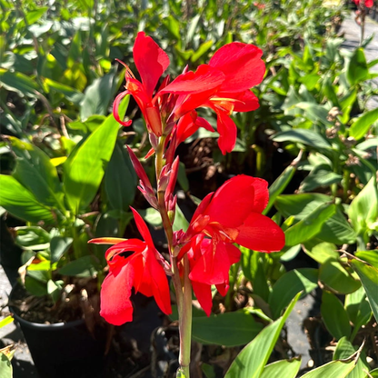 Shining Red