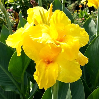 Shining Yellow