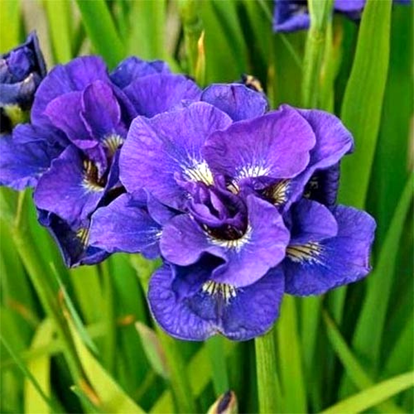 Sibirica Kabluey