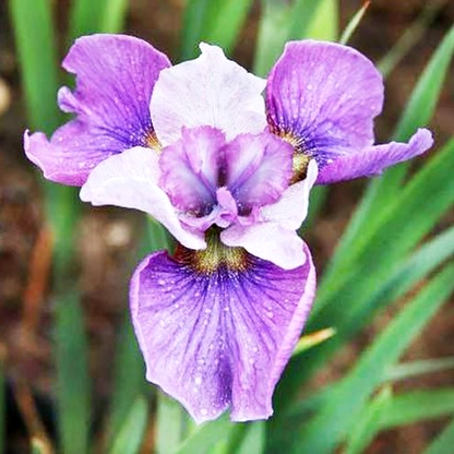 Sibirica Light Of Heart