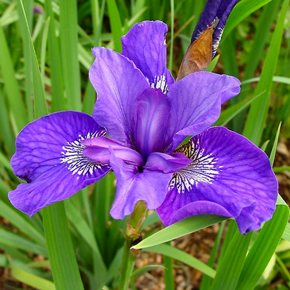 Sibirica Mabel Coday