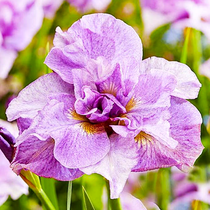 Sibirica Pink Parfait